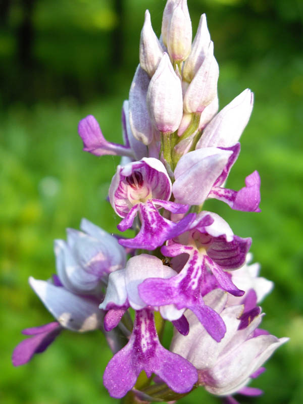 Orchis militaris